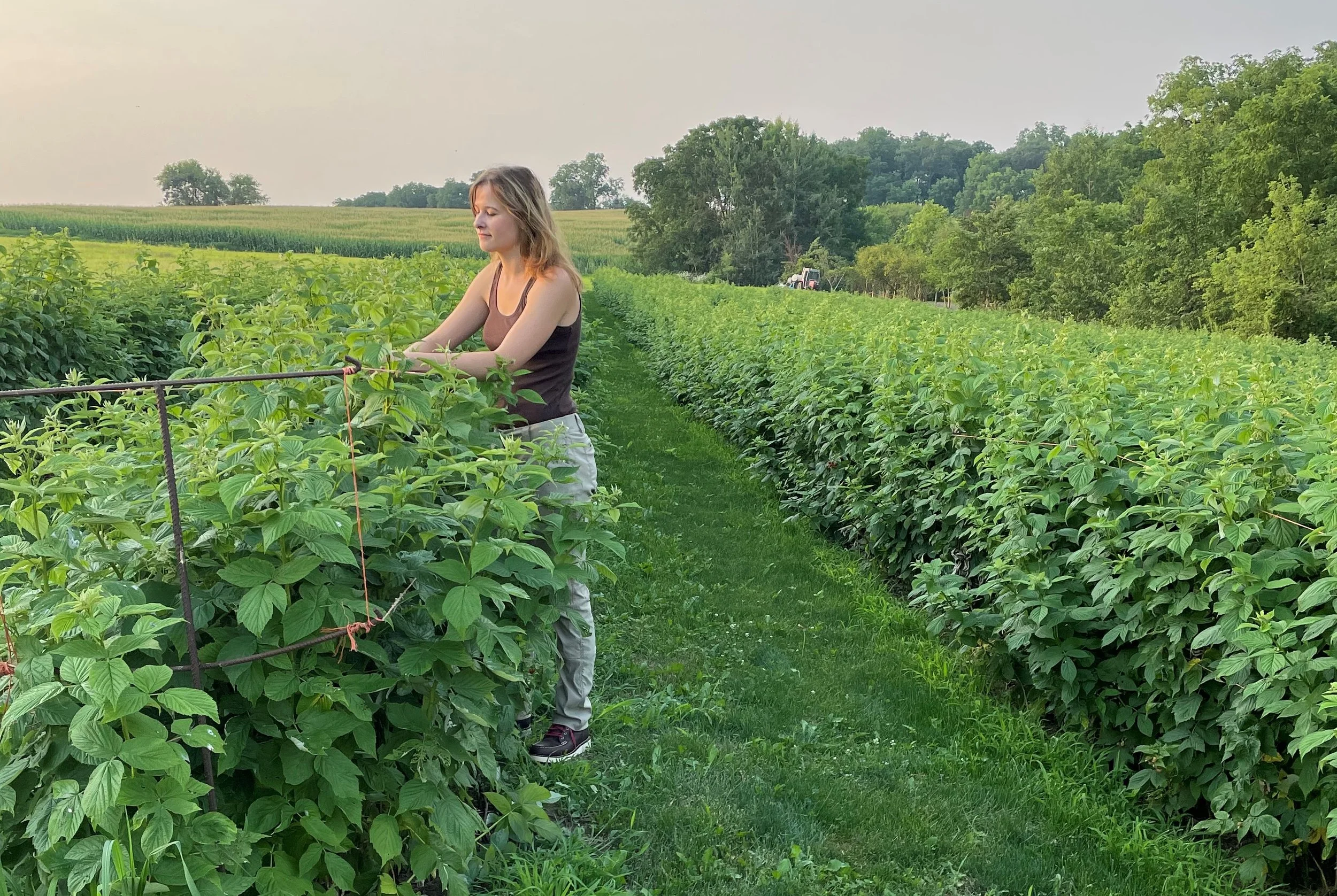 U-Pick Raspberries — Sutter's Ridge Apple Orchard, Pumpkin Patch